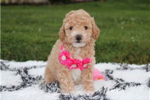 Wendi - Bich-Poo - Bichpoo for sale