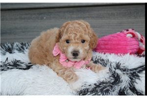 Wendi - Bich-Poo - Bichpoo for sale