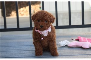 Helen - Bich-Poo - Bichpoo for sale