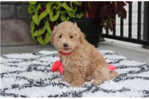 Watson - Bich-Poo - Bichpoo for sale