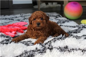 Marshall - Bich-Poo - Bichpoo for sale