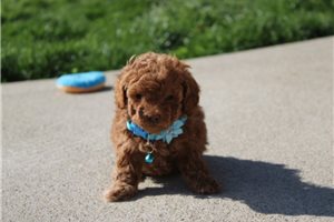 Konner - puppy for sale