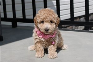 Addison - Bich-Poo - Bichpoo for sale