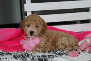 Wendi - Bich-Poo - Bichpoo for sale