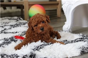 Marshall - Bich-Poo - Bichpoo for sale