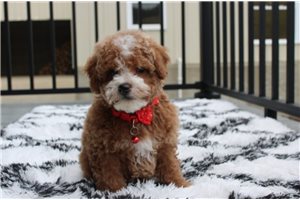 Darwin - Bich-Poo - Bichpoo for sale