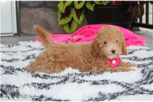 Willow - Bich-Poo - Bichpoo for sale