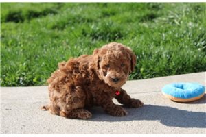 Kristopher - puppy for sale