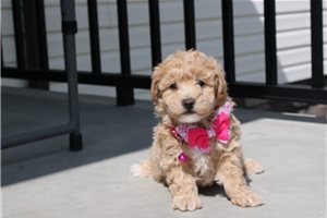 Adda - Bich-Poo - Bichpoo for sale