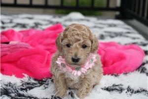 Scarlett - Bich-Poo - Bichpoo for sale