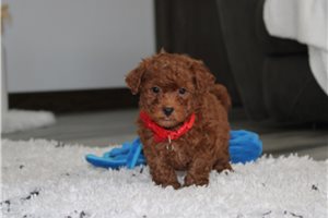 Knox - Bich-Poo for sale