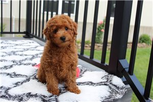 Marshall - Bich-Poo - Bichpoo for sale