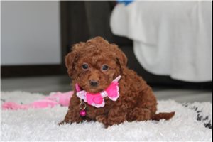 Ibeza - Bich-Poo for sale