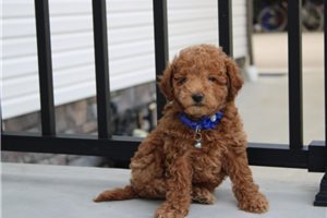 Kristopher - Bich-Poo - Bichpoo for sale