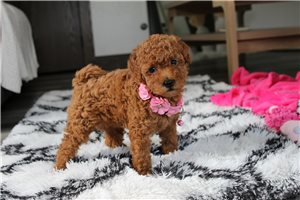 Mona - Bich-Poo - Bichpoo for sale