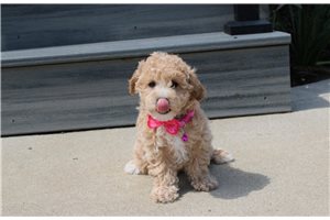 Adda - Bich-Poo - Bichpoo for sale