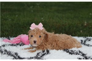 Willow - Bich-Poo - Bichpoo for sale