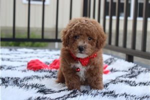 Walker - Bich-Poo - Bichpoo for sale