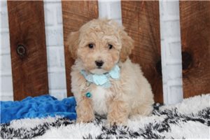 Sawyer - Bich-Poo - Bichpoo for sale