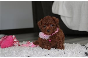 Kimmy - Bich-Poo for sale