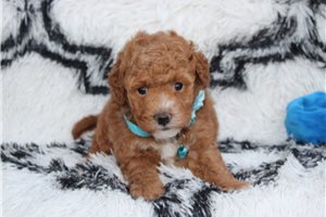 Walker - Bich-Poo - Bichpoo for sale