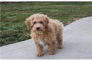 Sage - Bich-Poo - Bichpoo for sale