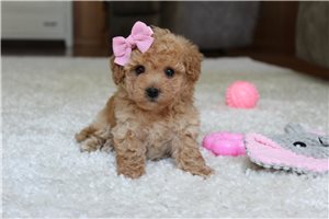 Tinsley - Bich-Poo - Bichpoo for sale