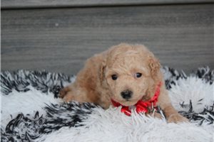 Watson - Bich-Poo - Bichpoo for sale