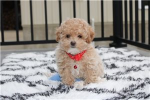 Isaac - Bich-Poo - Bichpoo for sale