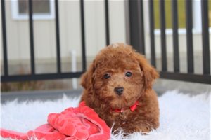 Knox - Bich-Poo for sale