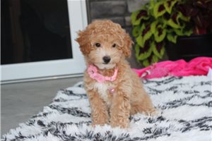 Wendi - Bich-Poo - Bichpoo for sale