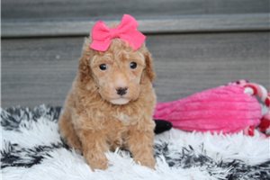 Willow - Bich-Poo - Bichpoo for sale