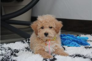 Santiago - Bich-Poo - Bichpoo for sale