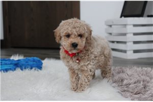 Danny - puppy for sale