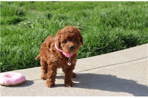 Katie - puppy for sale