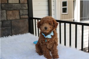 Kristopher - Bich-Poo - Bichpoo for sale