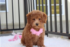 Ibby - Bich-Poo for sale