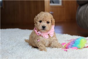 Gladys - Bich-Poo - Bichpoo for sale