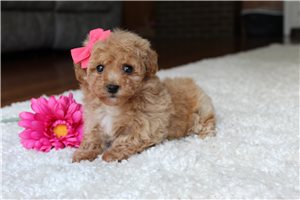 Tizzy - Bich-Poo - Bichpoo for sale