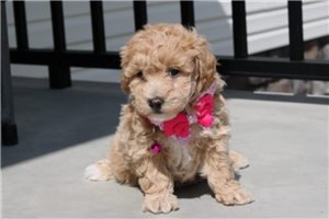 Adda - Bich-Poo - Bichpoo for sale