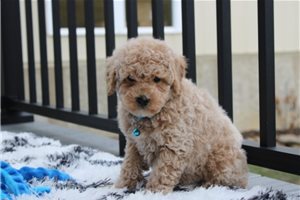 Danny - Bich-Poo - Bichpoo for sale