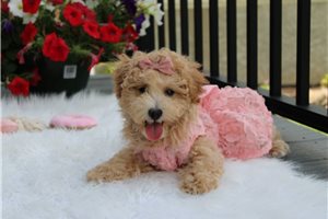 Adda - Bich-Poo - Bichpoo for sale