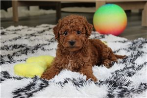 Matthew - Bich-Poo - Bichpoo for sale