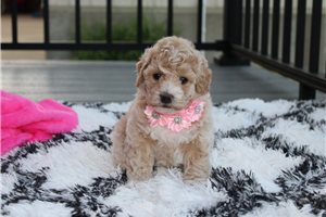 Sabine - Bich-Poo - Bichpoo for sale