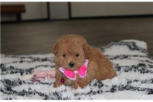 Irene - Bich-Poo - Bichpoo for sale