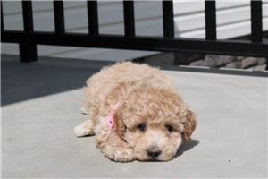 Addison - Bich-Poo - Bichpoo for sale