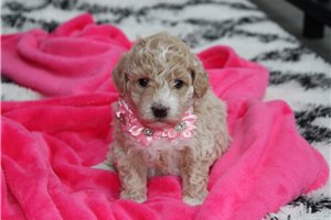 Sabine - Bich-Poo - Bichpoo for sale