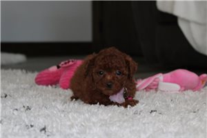 Kimmy - Bich-Poo for sale