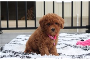 Delilah - Bich-Poo - Bichpoo for sale