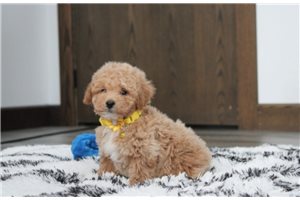 Silas - puppy for sale